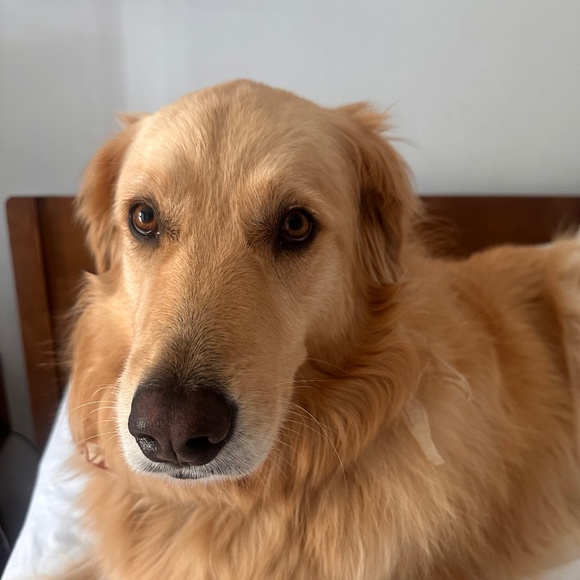 Meet your Posher, Elle - Picture 1 of 1